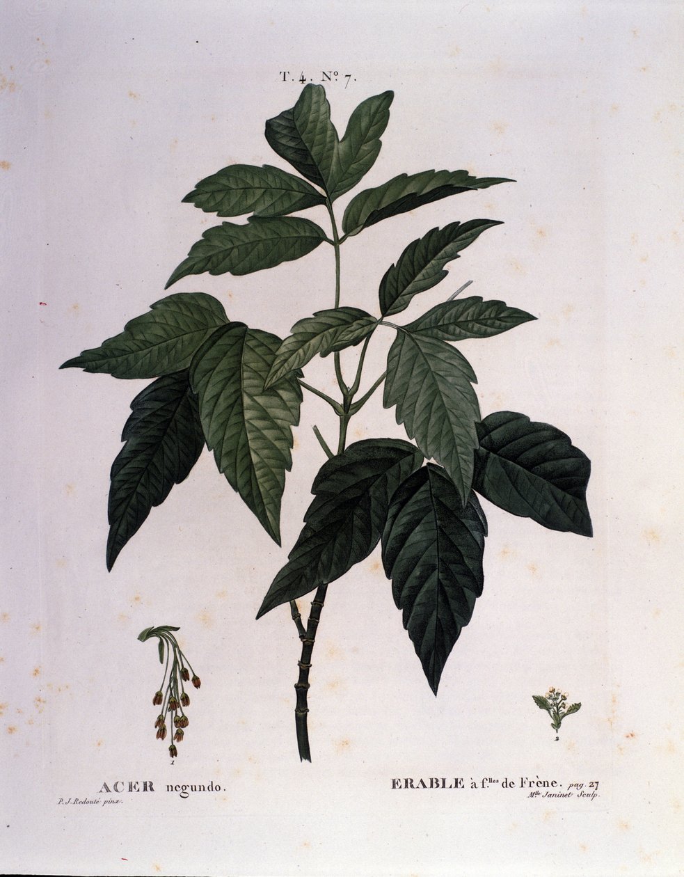 Botânico: Ramo Maple. Placa retirada de "Nouveau Duhamel du Monceau ou Treats Treats Trees and Shrubs Cultivted in France" Watercolour de Pierre Joseph Redoute (1759-1840) 1819 de Pierre Joseph (after) Redoute