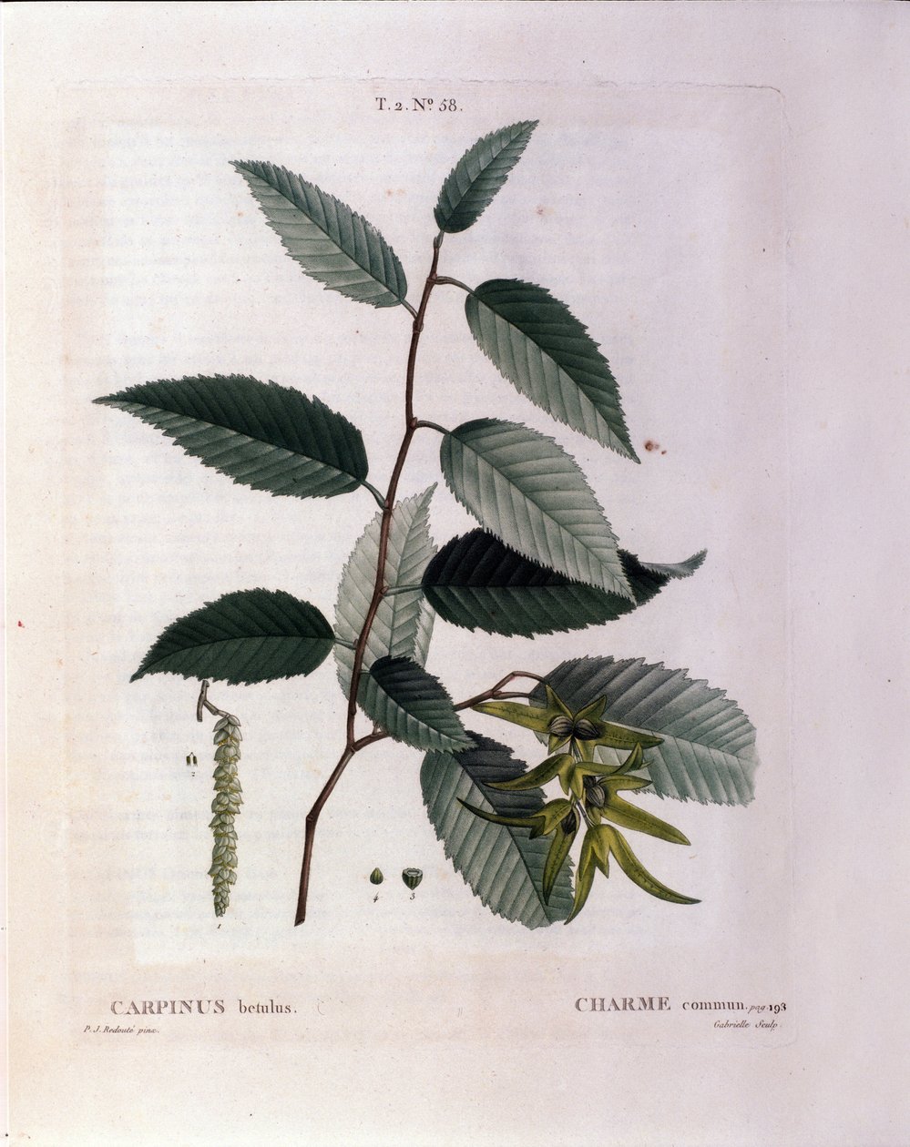 Botânico: ramo do encanto. Placa retirada de "Nouveau Duhamel du Monceau ou Treats Treats Trees and Shrubs Cultivted in France" Watercolour de Pierre Joseph Redoute (1759-1840) 1819 de Pierre Joseph (after) Redoute