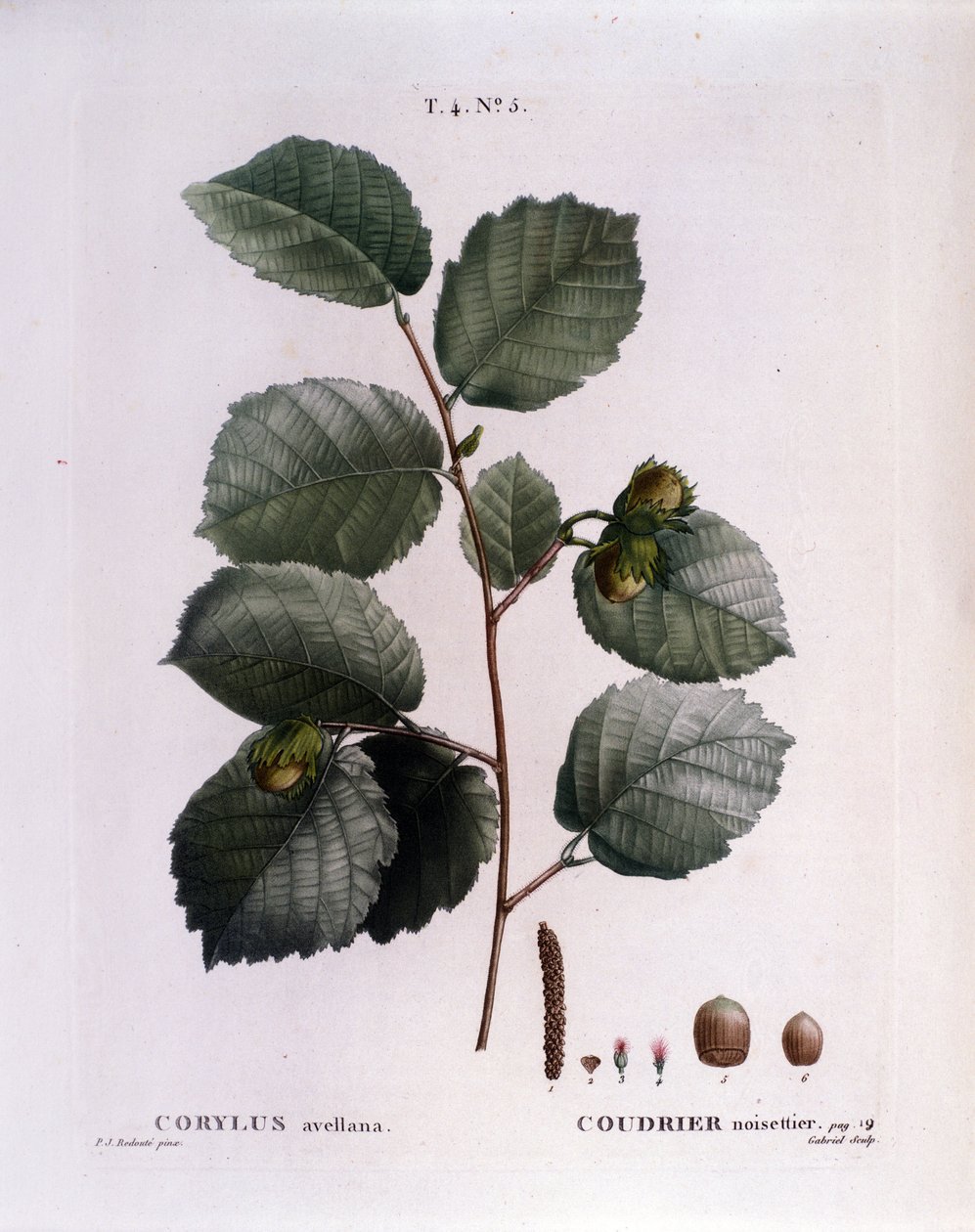 Botânico: ramo de avelã. Placa retirada de "Nouveau Duhamel du Monceau ou Treats Treats Trees and Shrubs Cultivted in France" Watercolour de Pierre Joseph Redoute (1759-1840) 1819 de Pierre Joseph (after) Redoute
