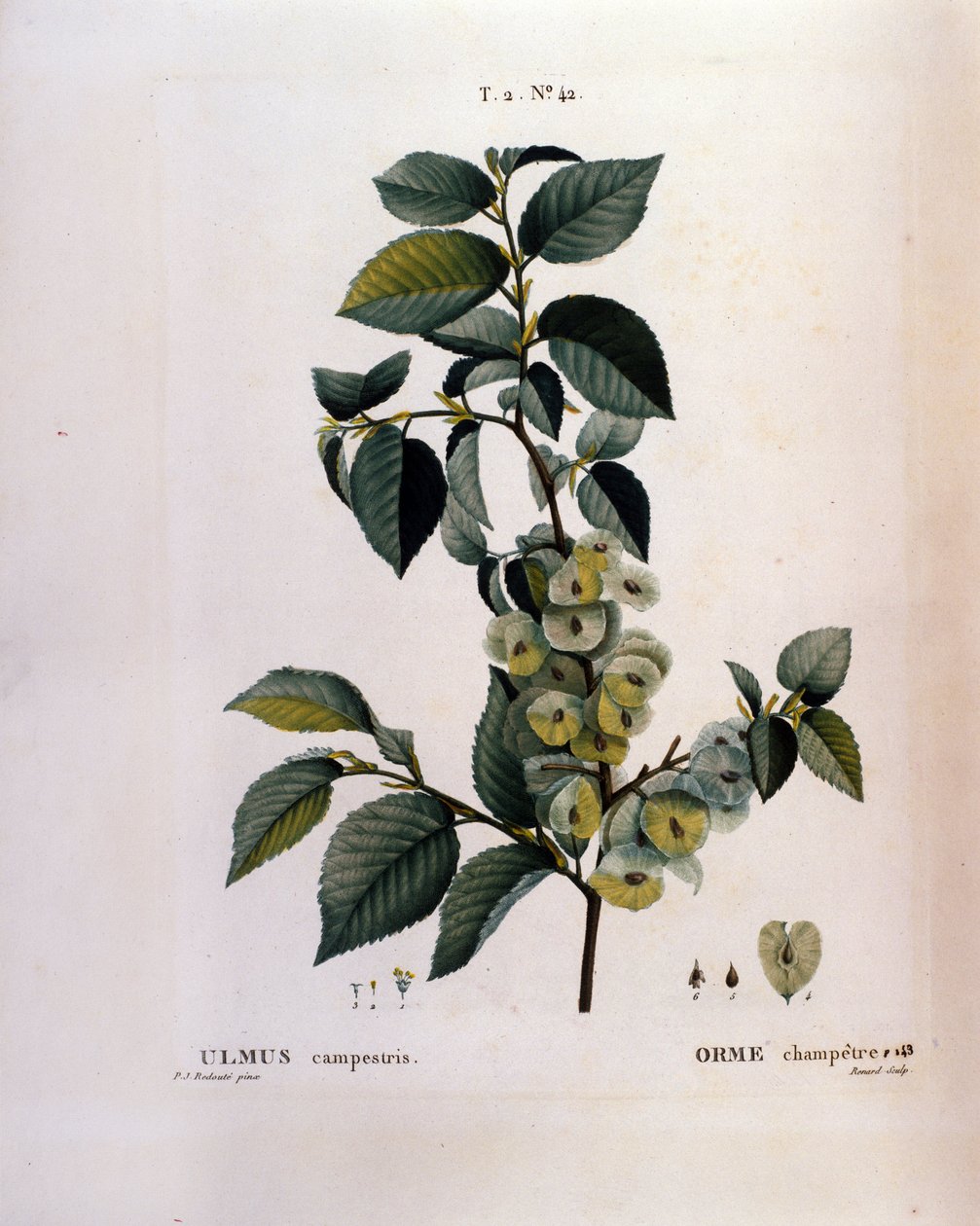Botânica: ramo de olmo. Placa retirada de "Nouveau Duhamel du Monceau ou Treats Treats Trees and Shrubs Cultivted in France" Watercolour de Pierre Joseph Redoute (1759-1840) 1819 de Pierre Joseph (after) Redoute