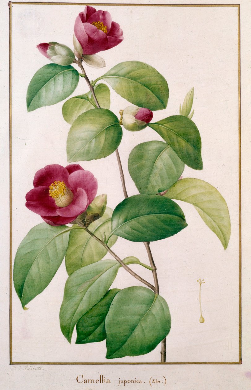 Camellia japonica Botanical Plate de Pierre Joseph Redoute (1759-1840) Paris do século XIX, Museu de História Natural de Pierre Joseph (after) Redoute