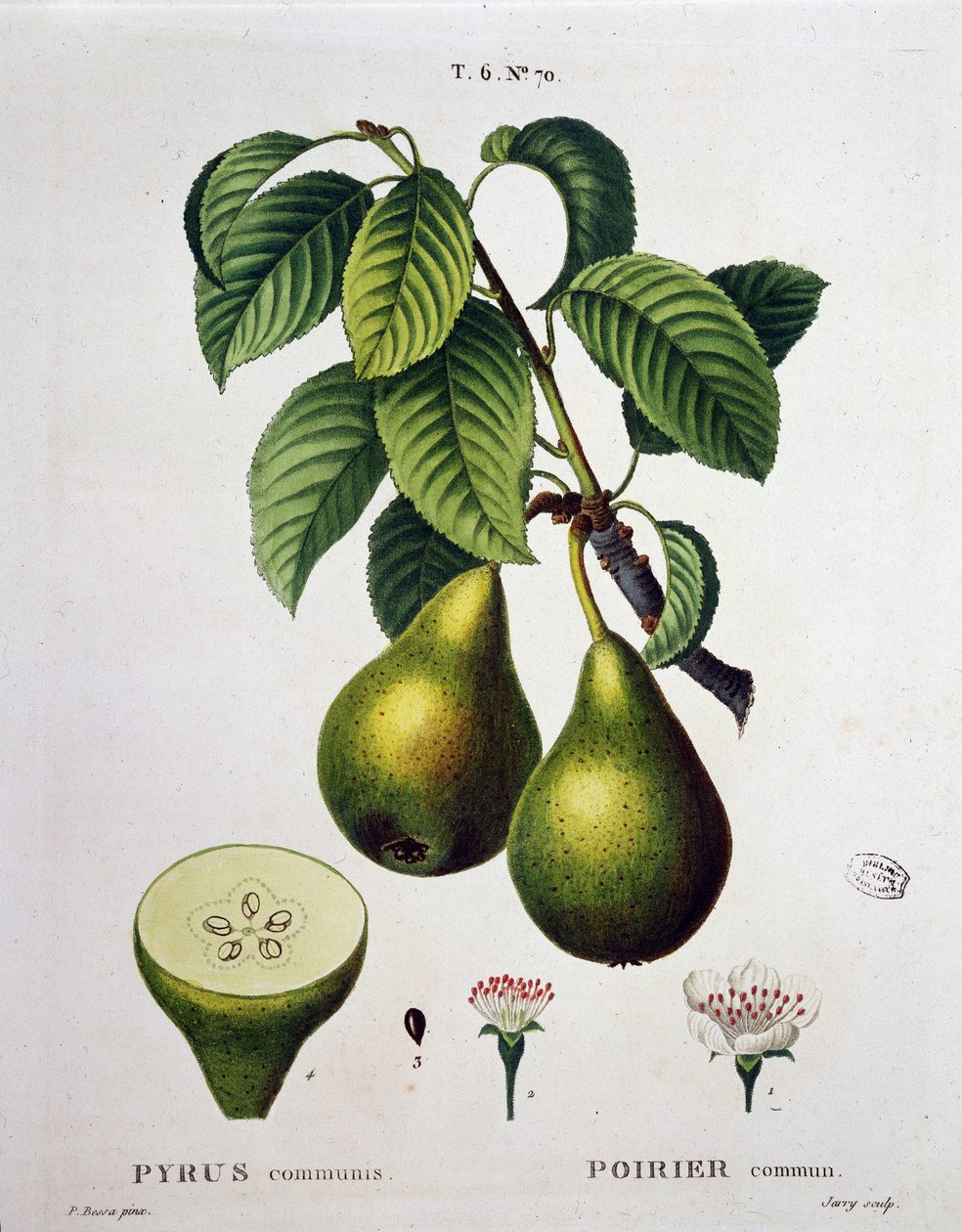 Poirier - em "Nouveau Duhamel du Monceau ou traité des arbres et shrustes que le culture en France", figuras segundo os desenhos de P.J. Redoute e P. Bessa, Paris de Pierre Joseph (after) Redoute