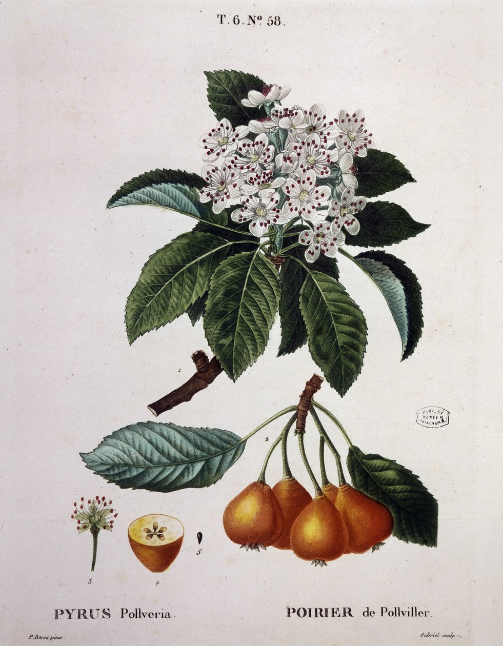Poirier de Pollviller - em "Nouveau Duhamel du Monceau ou traité des arbres et shrustes que le culture en France", figuras segundo os desenhos de P.J. Redoute e P. Bessa, Paris de Pierre Joseph (after) Redoute