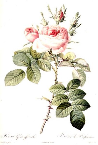 Rosa Bifera Officinalis, gravada por Langlois, publicada pela Remond (gravação a cores) de Pierre Joseph (after) Redoute
