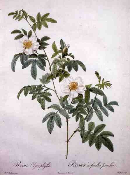 Rosa clynophylla, gravada por Chapuy, de 