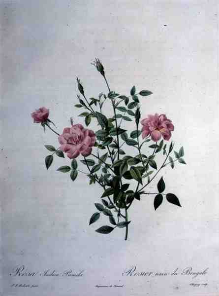 Rosa indica pumila (rosa bengala anã), gravada por Chapuy, de 