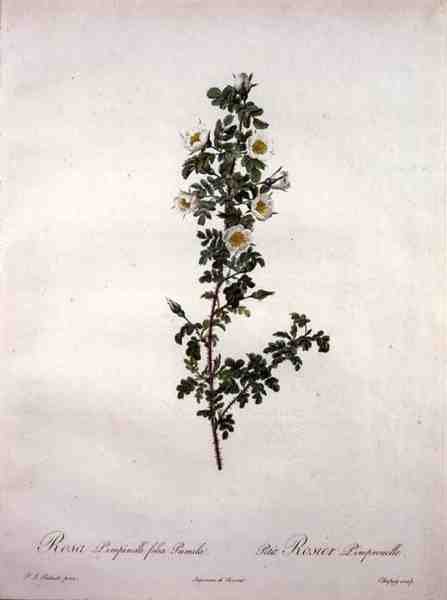 Rosa pimpinelli folia pumila (rosa escocesa anã), gravada por Chapuy, de 