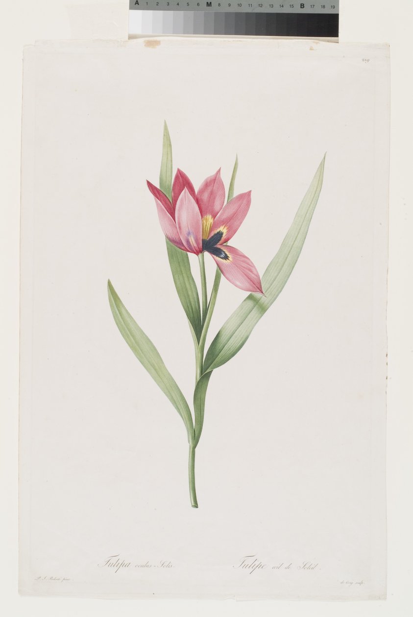 Tulipa Oeil De Soleil de Pierre Joseph (after) Redoute