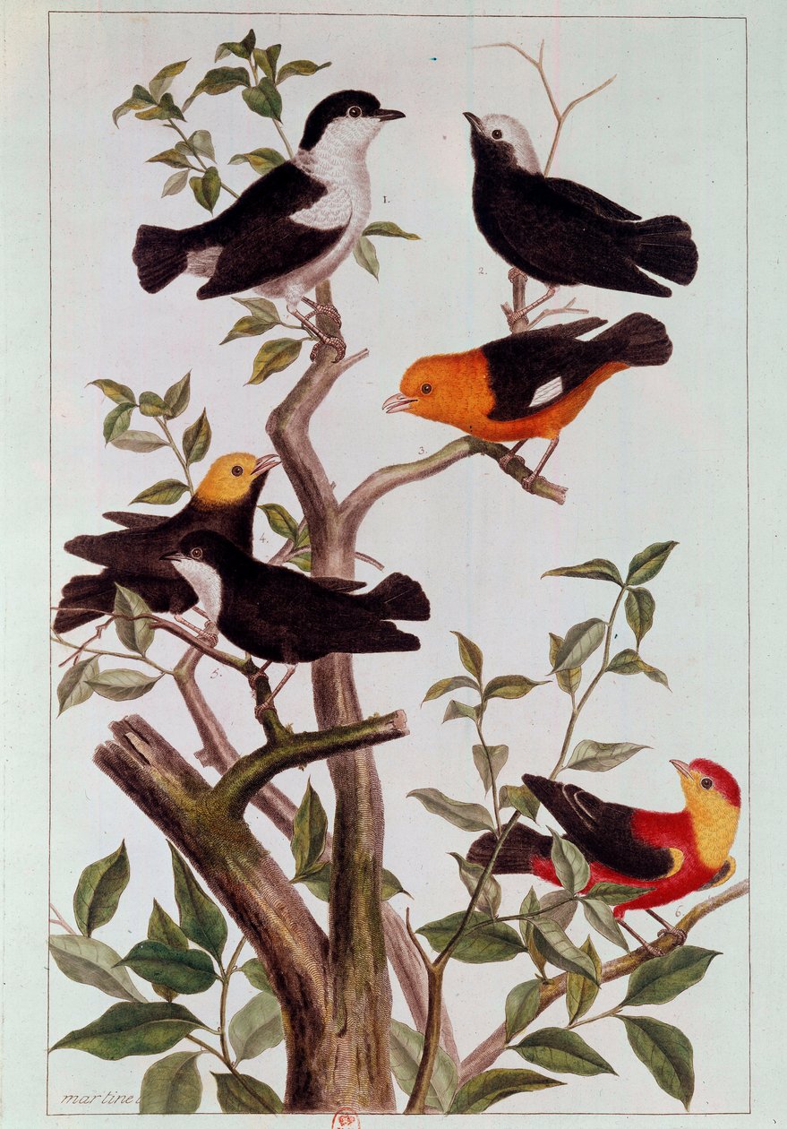 Aves em ramos Litografia de Pierre Joseph (1731-1807) Paris do século XVIII, B.N. de Pierre Joseph Buchoz