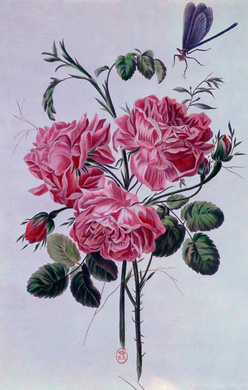 Litografia de buquê de peônias por Pierre Joseph de Pierre Joseph Buchoz