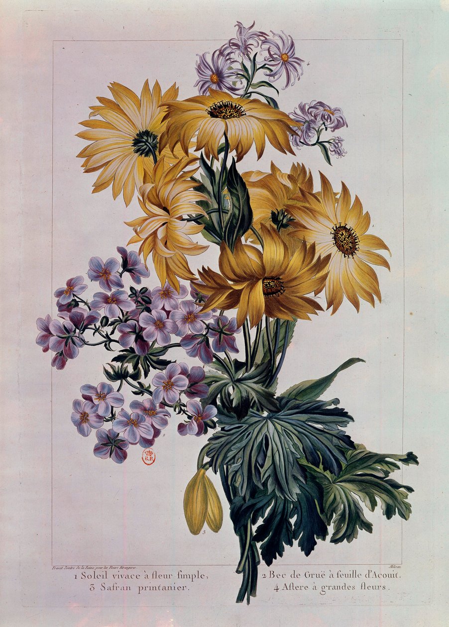 Bouquet de sóis e outras flores. Sol perene com flor única, Bico de grua com folha de Acouit e Aster com flores grandes. Litografia de Pierre Joseph (1731-1807) Paris do século XVIII, B.N. de Pierre Joseph Buchoz