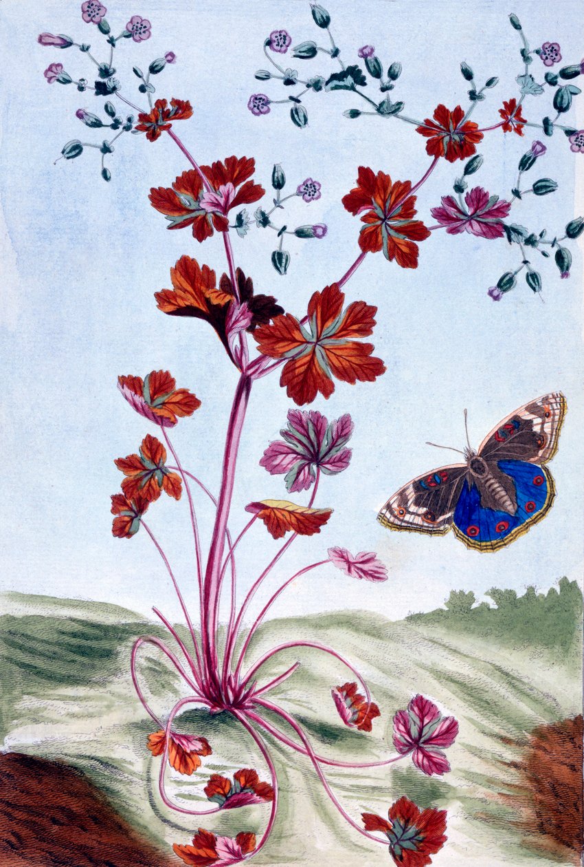 Brilhante Cranesbill, pub. 1776. de Pierre Joseph Buchoz