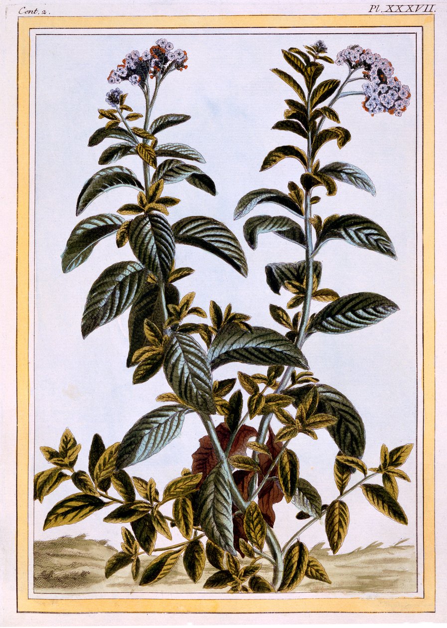 Heliotrópio ou torta de cereja, c.1766 (gravura colorida à mão) de Pierre Joseph Buchoz