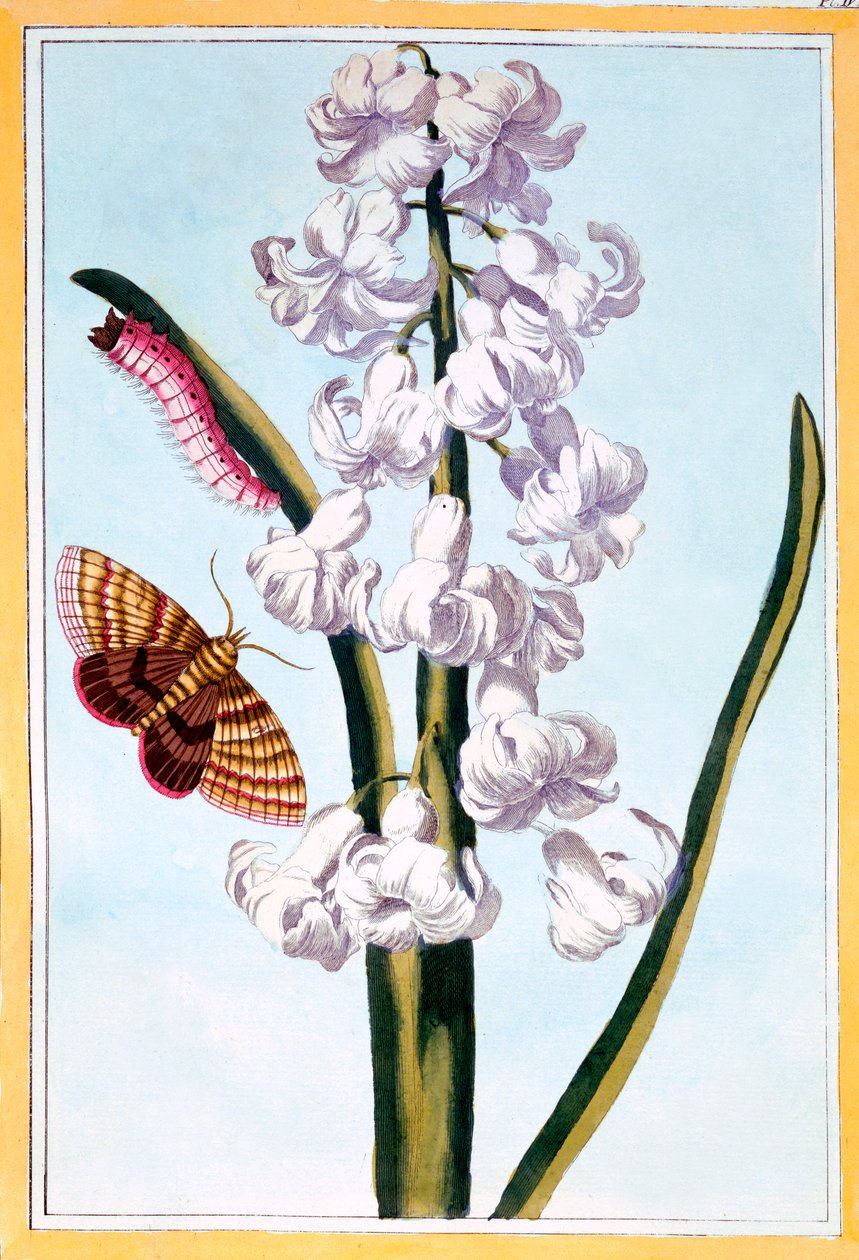 Jacinto, c.1766 (gravura colorida à mão) de Pierre Joseph Buchoz
