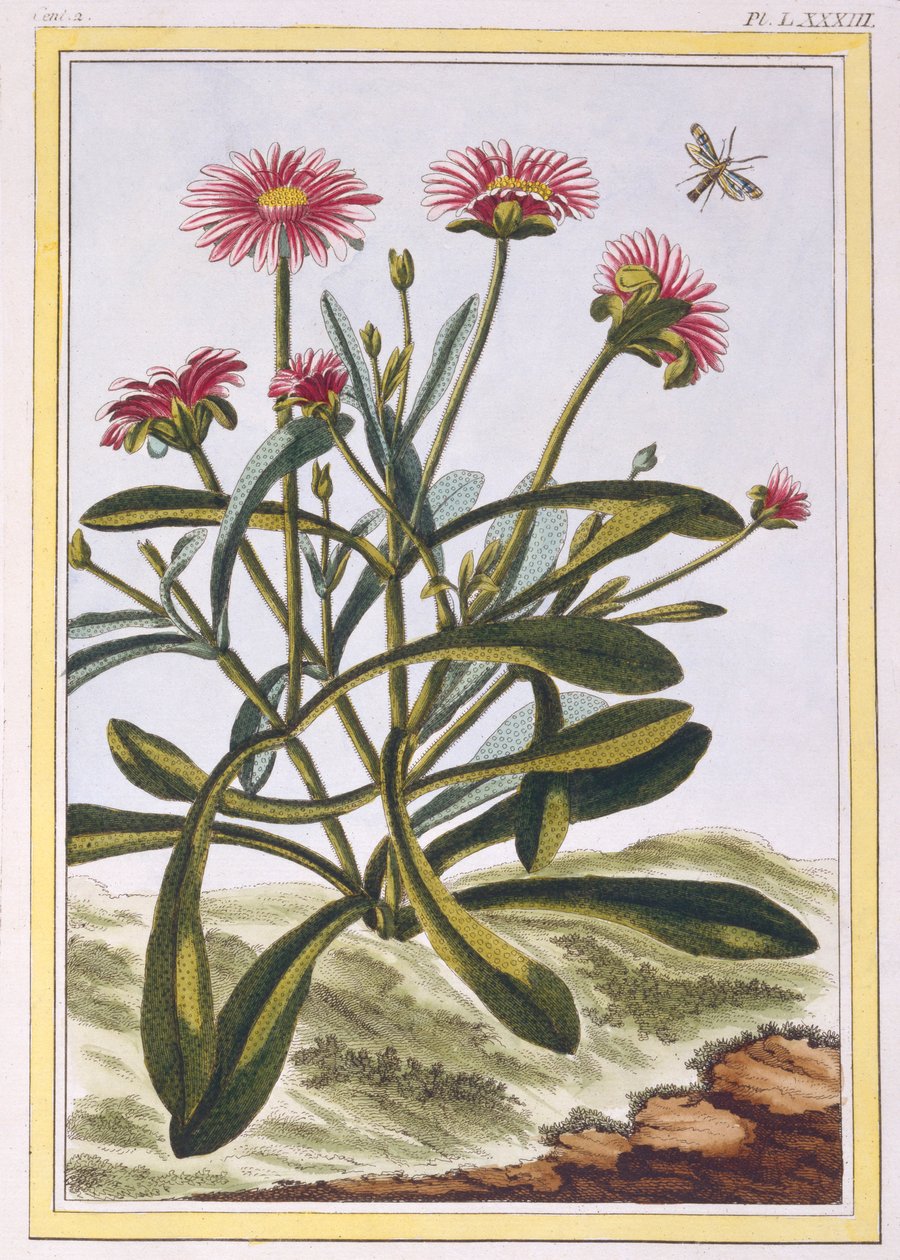 Floresta. de Pierre Joseph Buchoz