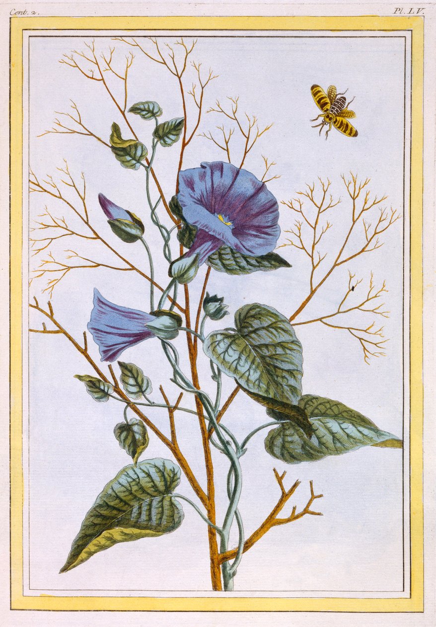 A grande trepadeira roxa Convolvulus, pub. 1776. de Pierre Joseph Buchoz