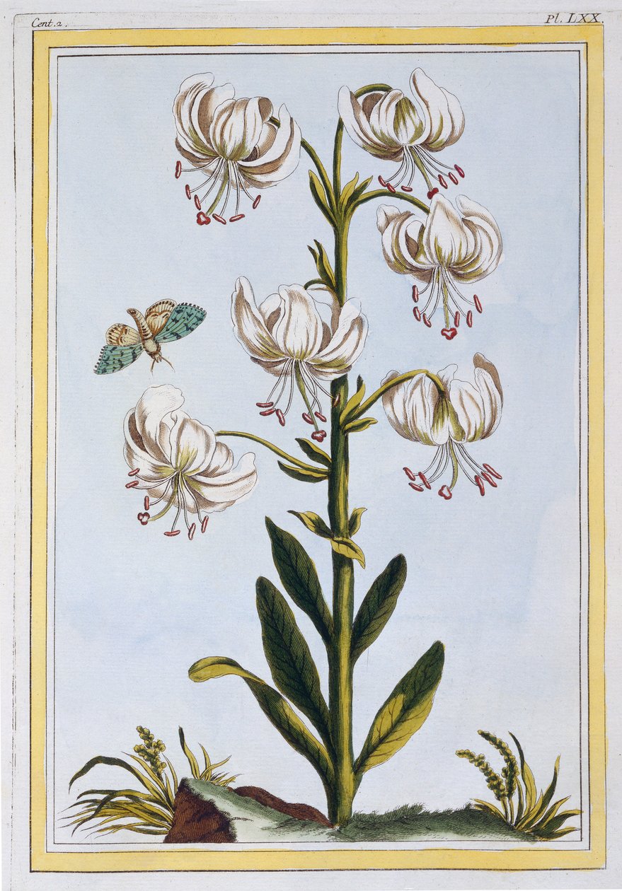 Le Martagan Blanc, pub. 1776. de Pierre Joseph Buchoz