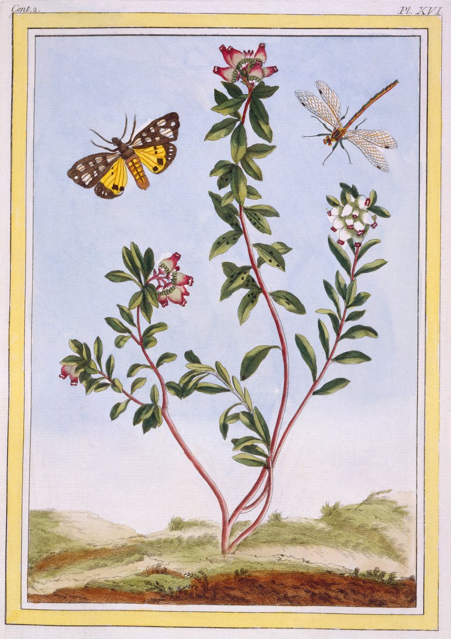 Le Petit arbousier des Alpes Urze da montanha, pub. 1776. de Pierre Joseph Buchoz