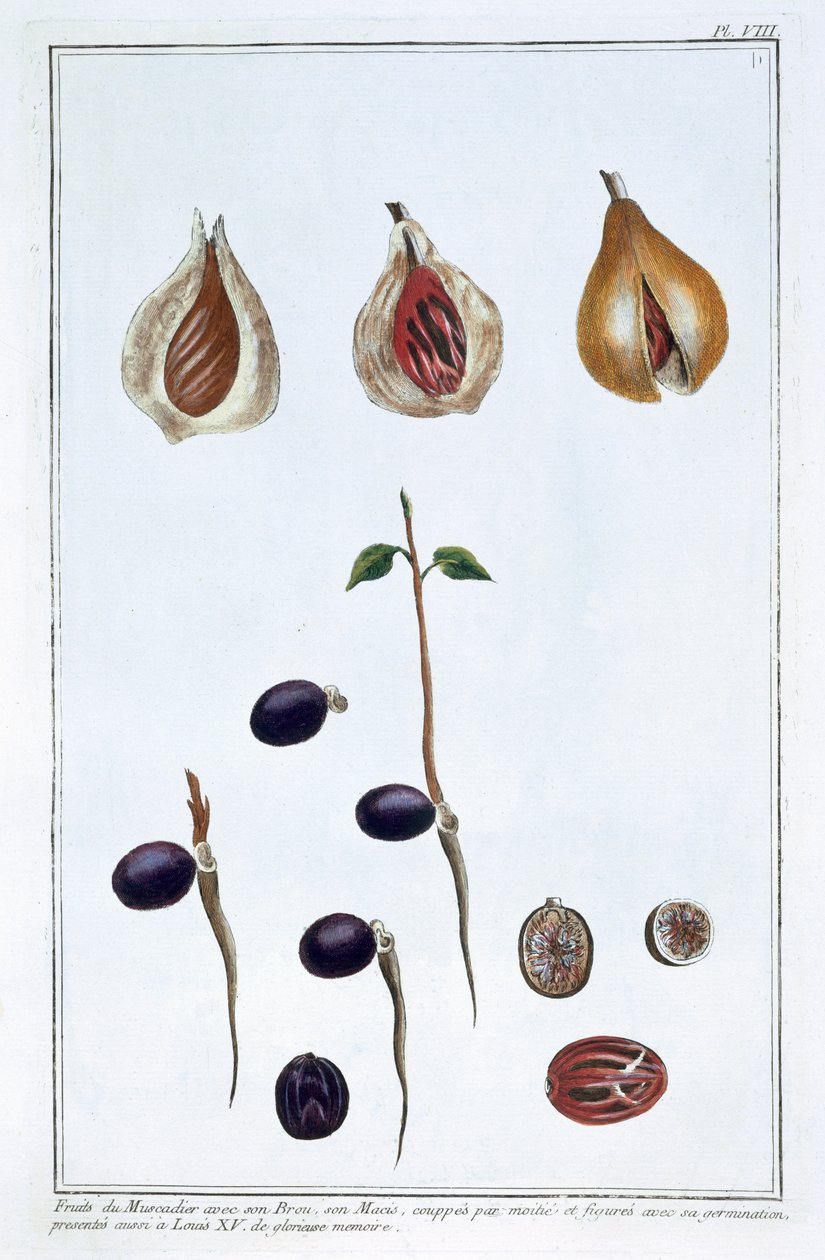 paisagem de Pierre Joseph Buchoz
