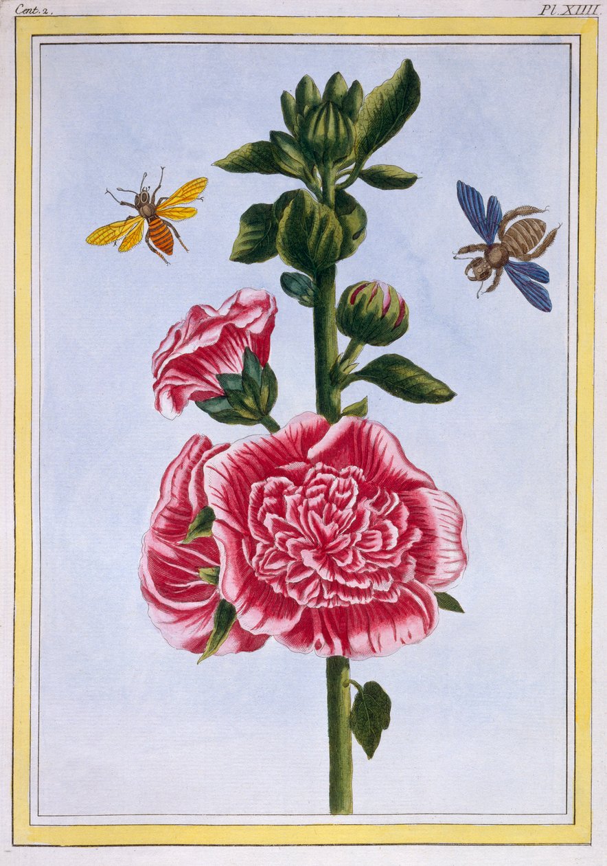 Passerose Hollyhock, pub. 1776. de Pierre Joseph Buchoz