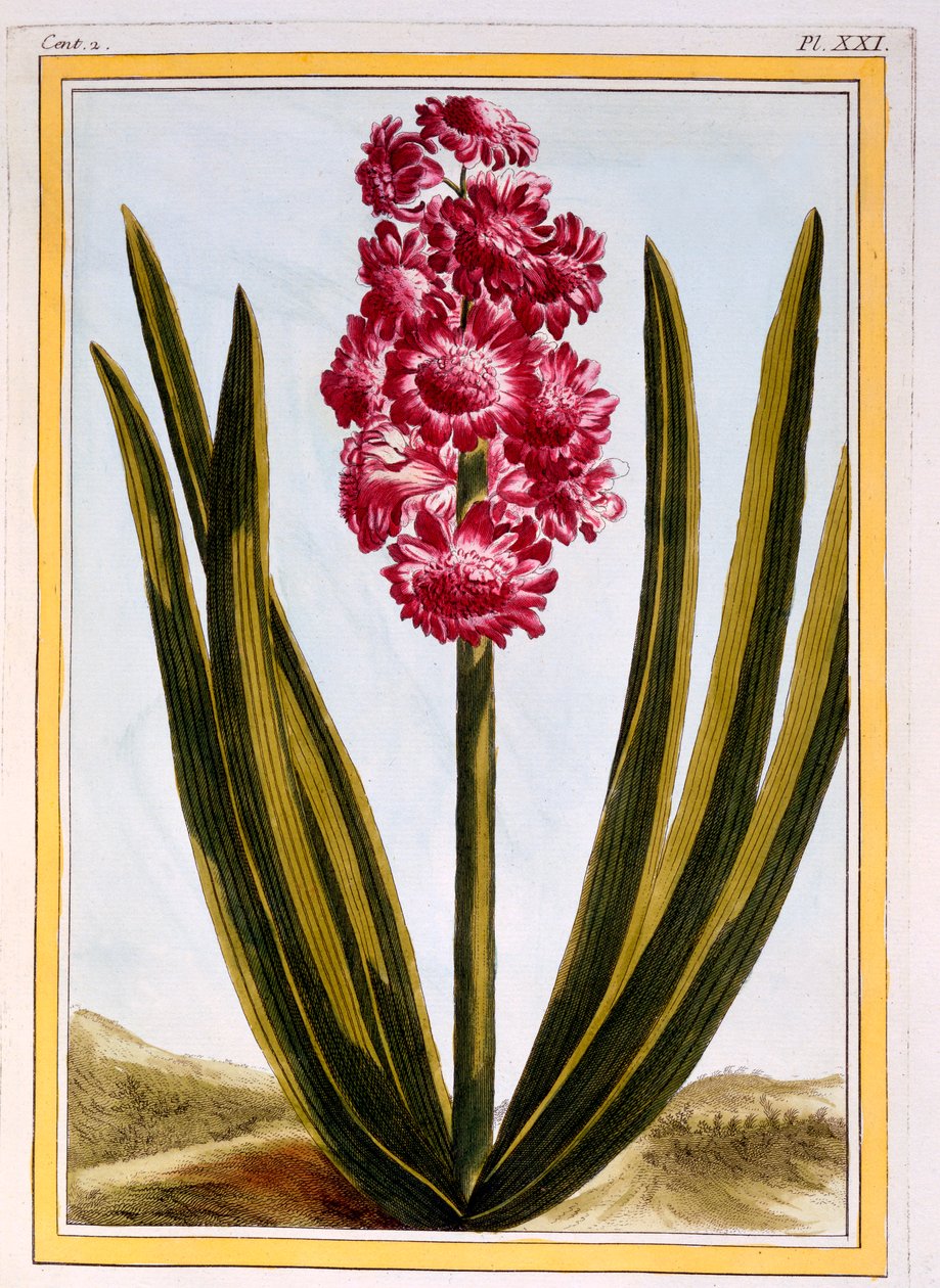 Royal Crimson, pub. 1776. de Pierre Joseph Buchoz