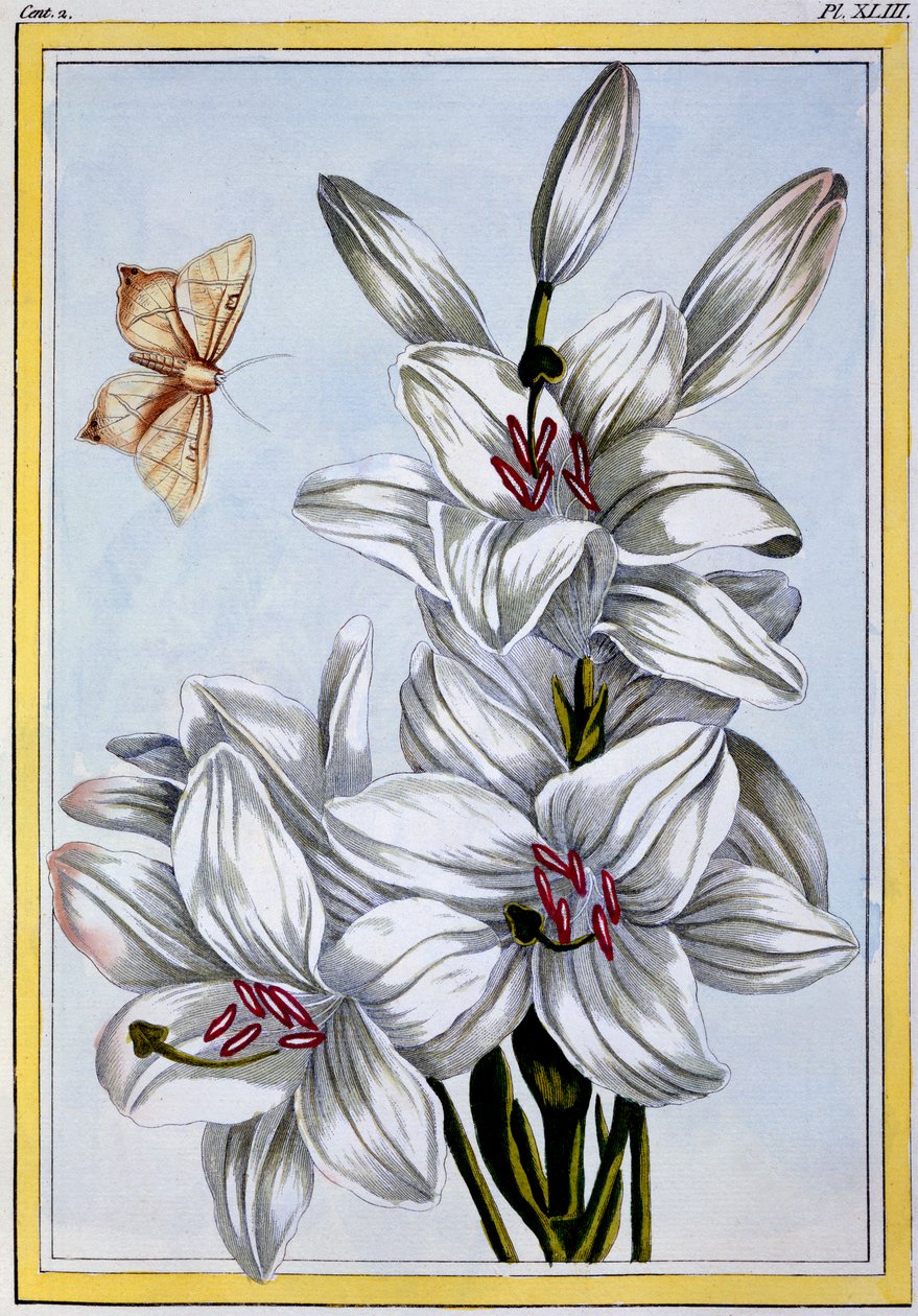 O Grande Lírio Branco, pub. 1776. de Pierre Joseph Buchoz