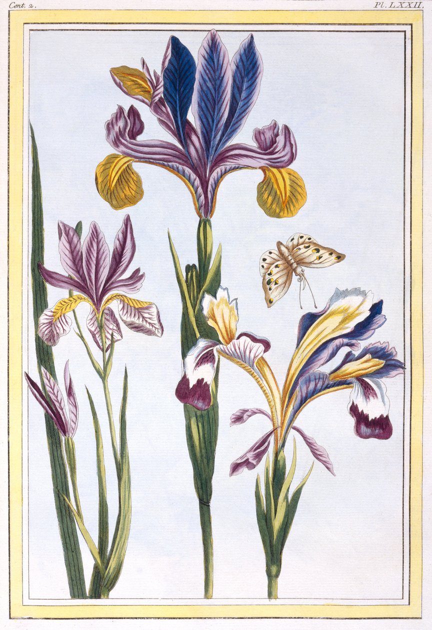 Íris variegada, c.1776 (gravura colorida à mão) de Pierre Joseph Buchoz