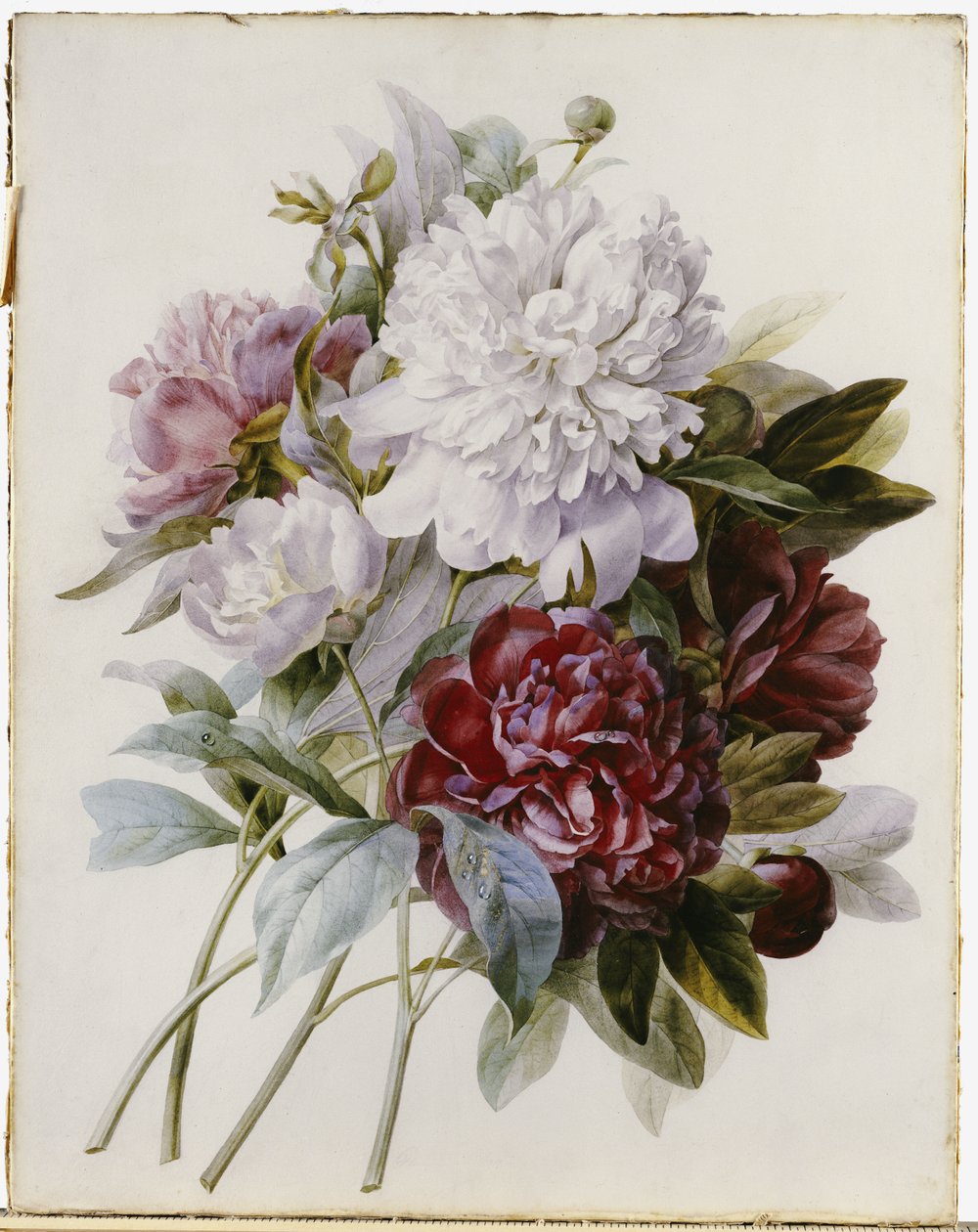 Um buquê de peônias vermelhas, rosa e brancas de Pierre Joseph Redouté