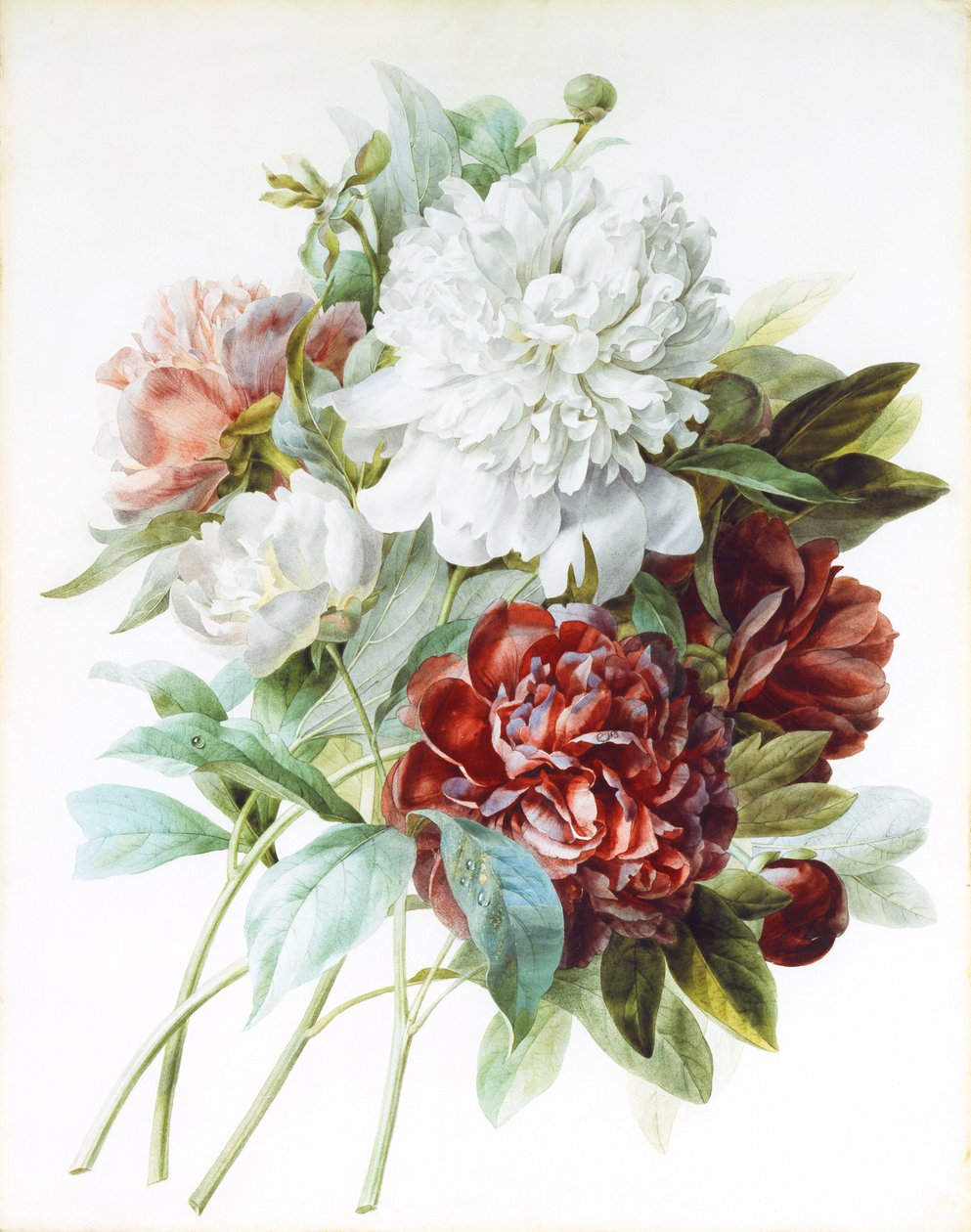 Um buquê de peônias vermelhas, rosa e brancas, de Pierre Joseph Redouté