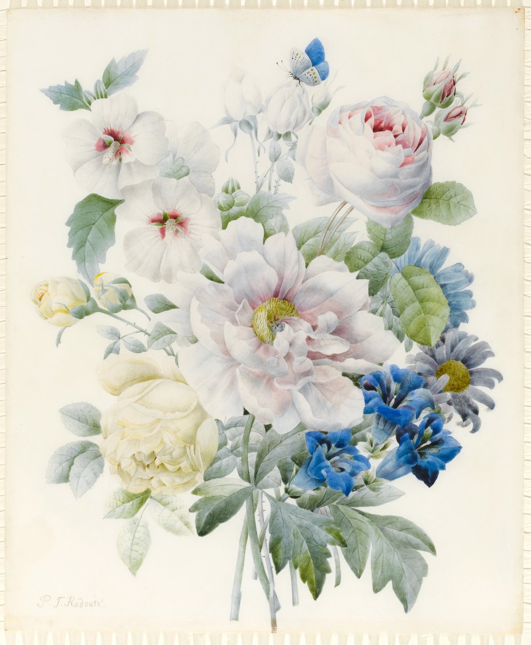 Um ramo de flores incluindo uma peônia, rosas, hibisco, ásteres, genciana e uma borboleta azul imaginária (grafite e wc com traços de goma arábica sobre grafite sobre velino) de Pierre Joseph Redouté