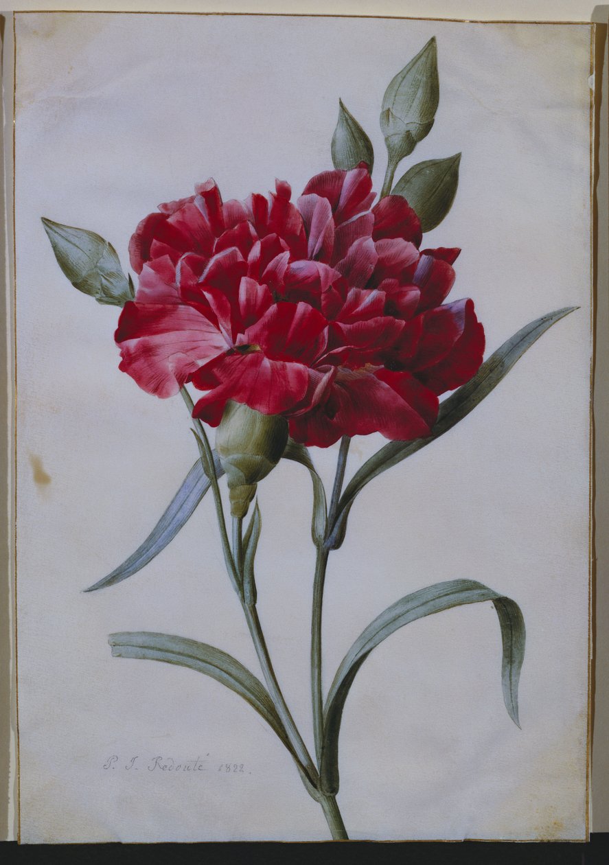 Um cravo vermelho escuro, 1822 de Pierre Joseph Redouté