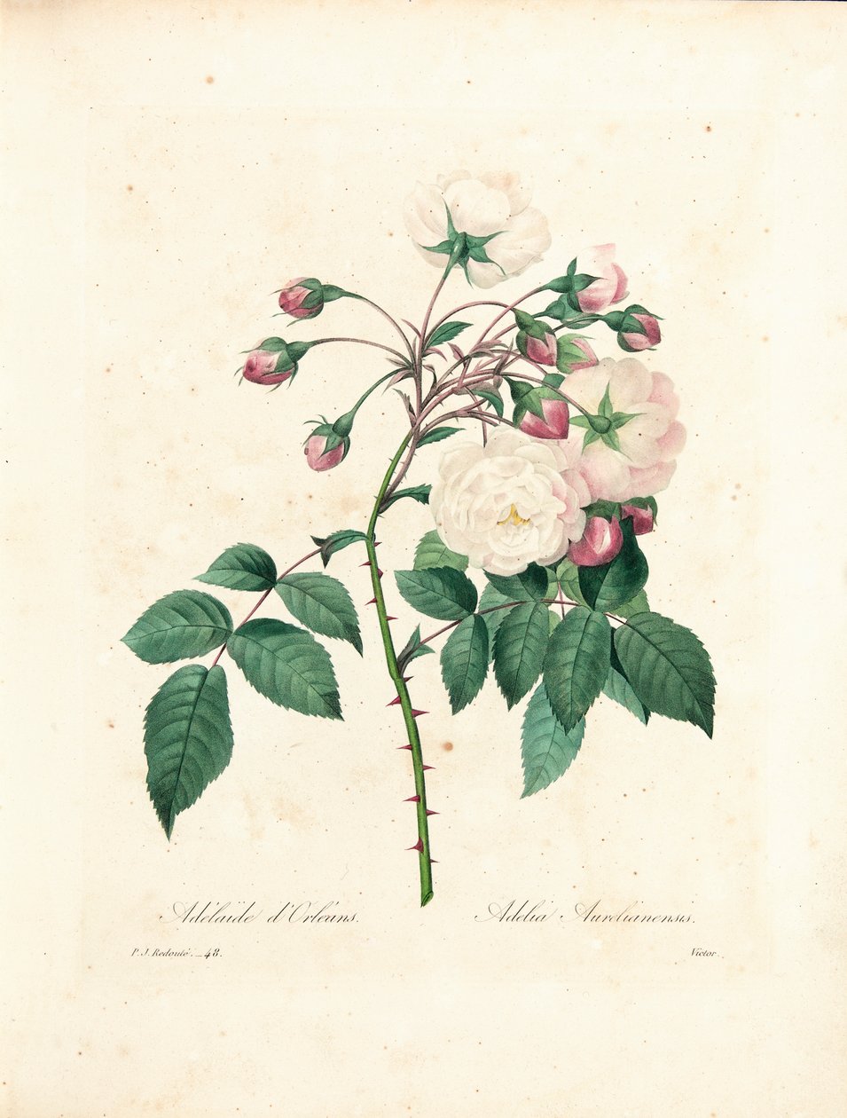Adelaide d&39;Orléans Rose, gravada por Victor, de "Escolhendo as Flores Mais Bonitas e as Mais Belas Frutas", vol. Eu, 1827-33 de Pierre Joseph Redouté