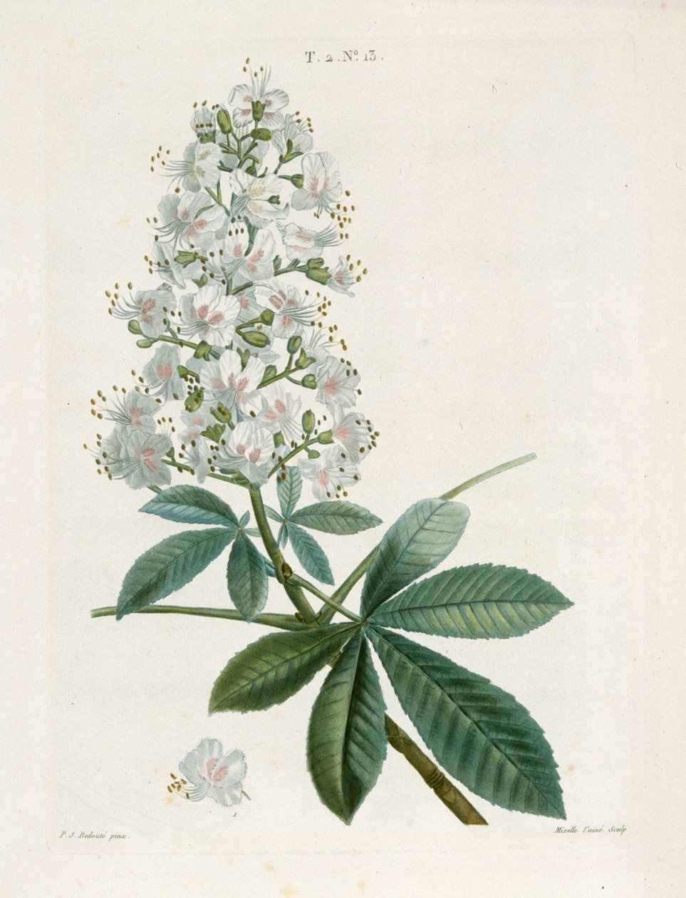 Aesculus Hippocastorum, Castanha da Índia, c1800-1830. de Pierre Joseph Redouté