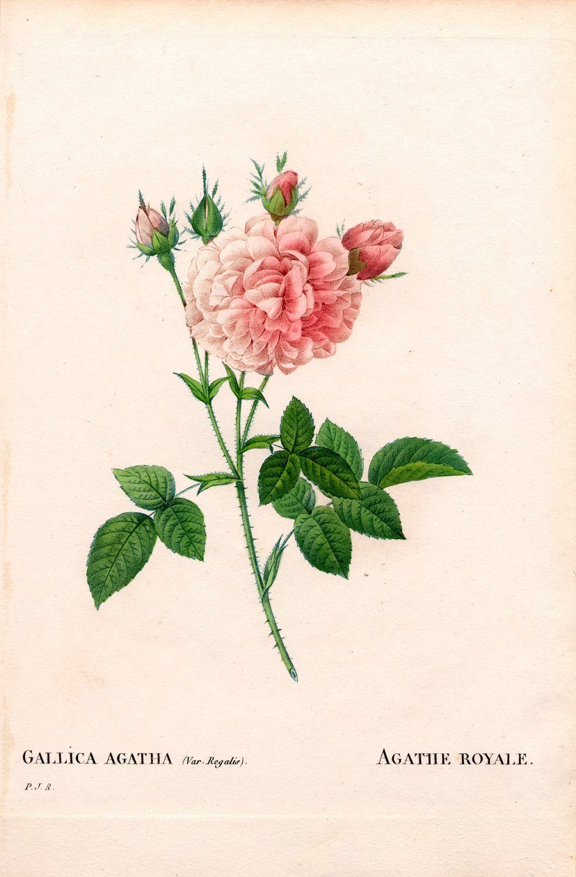 Agathe Royale rose, Rosa gallica variedade. Gravura em chapa de cobre colorida à mão de "Les Roses", de Pierre Joseph Redoute, Paris de Pierre Joseph Redouté