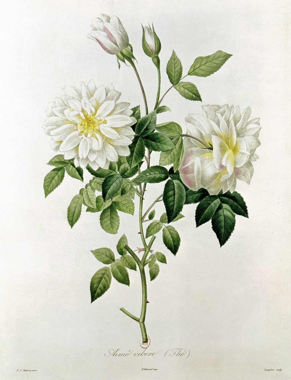 Like Vibe (Tea) de Eustache Hyacinthe Langlois (1777-1837) de Pierre Joseph Redouté