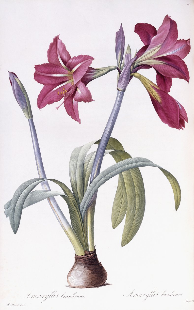 amaryllis brasileiros de Pierre Joseph Redouté