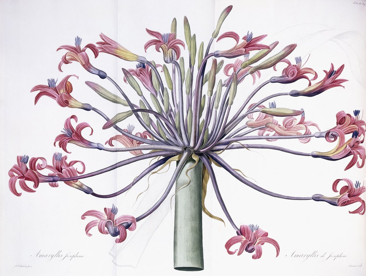 Amaryllis Josephina, 1802-1816 de Pierre Joseph Redouté