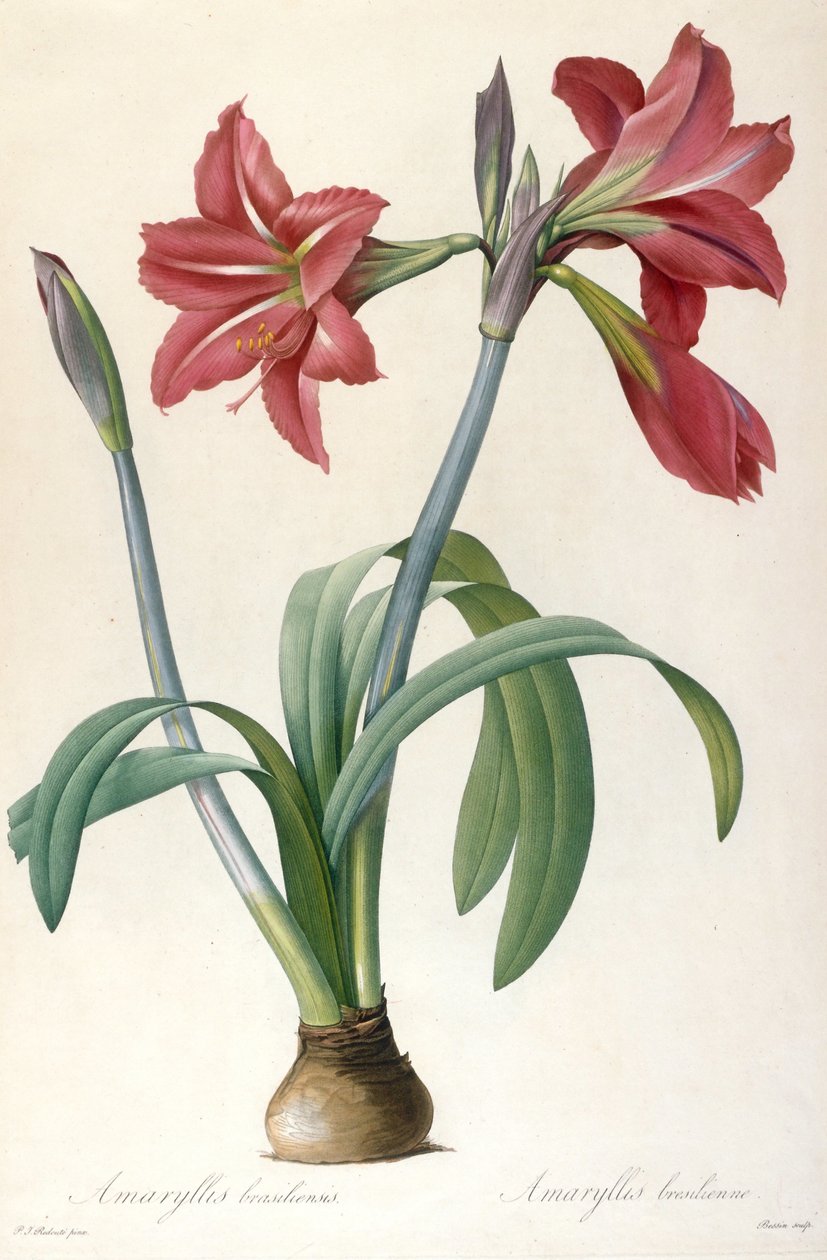 Amaryllis brasiliensis Amarílis brasileira. de Pierre Joseph Redouté