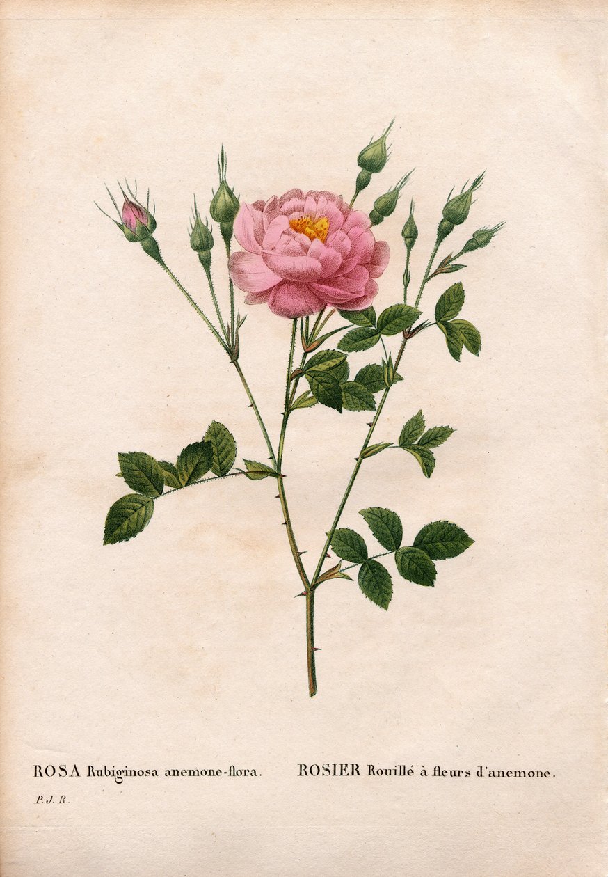 Rosa rubiginosa, Rosa rubiginosa, Rosa ferrugem com flores de anémonas. Gravura em chapa de cobre colorida à mão, de Pierre Joseph Redoute, "Les Roses", Paris de Pierre-Joseph Redouté