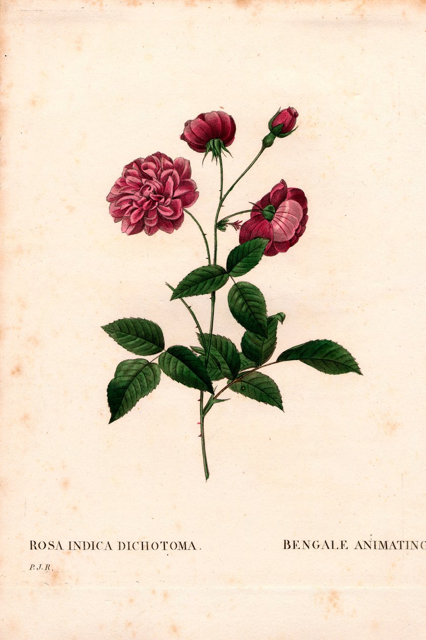 Animando a rosa da China, Rosa chinensis híbrido, O Bengala animando. Gravura em chapa de cobre colorida à mão, de Pierre Joseph Redoute, "Les Roses", Paris de Pierre Joseph Redouté