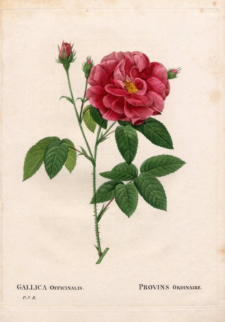 Rosa de Provins, Rosa gallica var. officinalis, Rose de Provins comum. Gravura em chapa de cobre colorida à mão de "Les Roses", Paris, de Pierre Joseph Redoute de Pierre Joseph Redouté