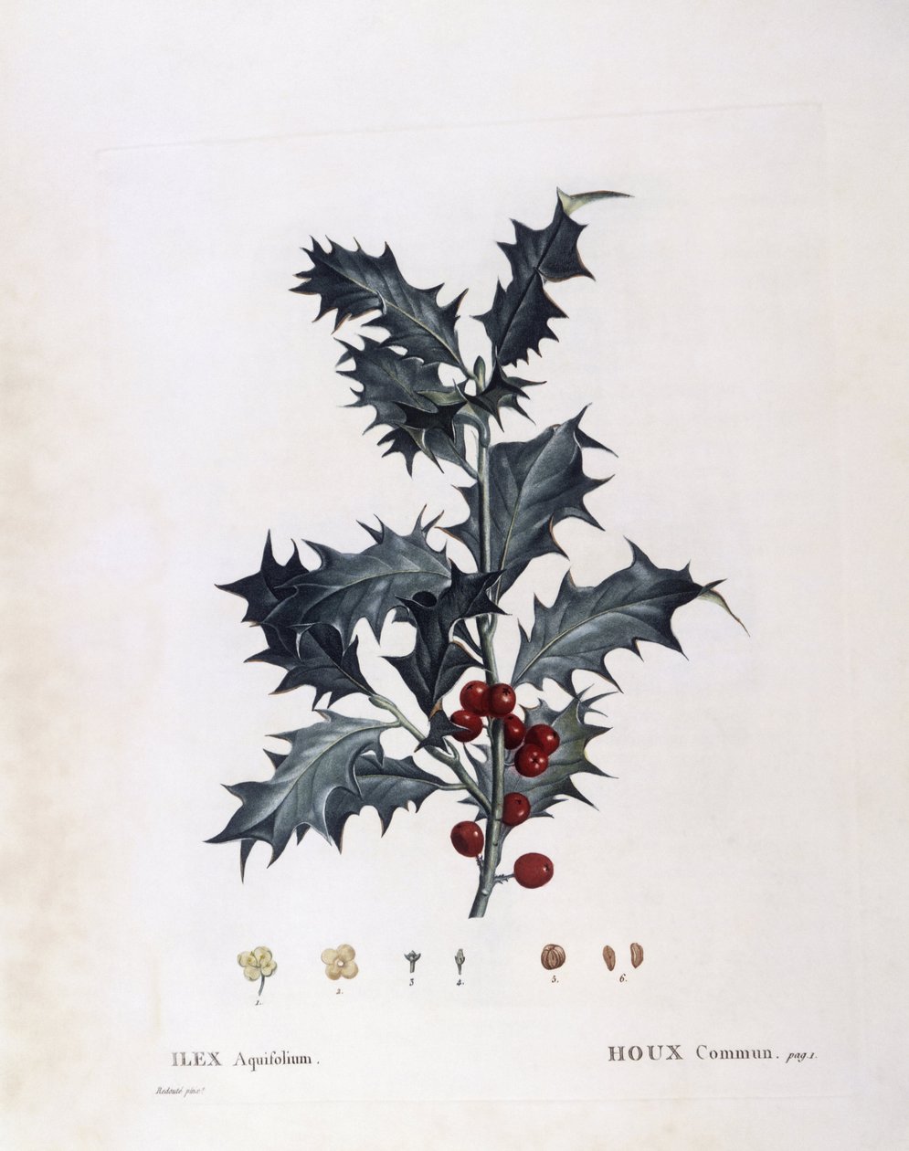Aquifoliaceae - Azevinho europeu (Ilex aquifolium). (placa botânica de Pierre Joseph Redouté