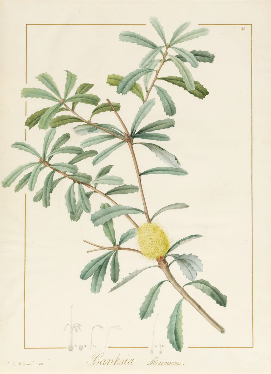 Banksia Marcescens, 1813 (wc e bodycolour sobre grafite aveludado) de Pierre Joseph Redouté