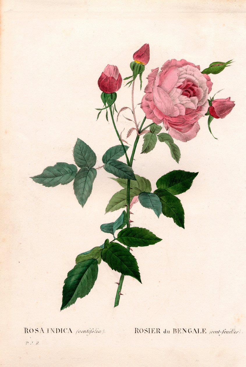 Rosa Bengala 100 folhas, Rosa chinensis variedade, Rosa Bengala (cem folhas). Gravura em chapa de cobre colorida à mão, de Pierre Joseph Redoute, "Les Roses", Paris de Pierre Joseph Redouté