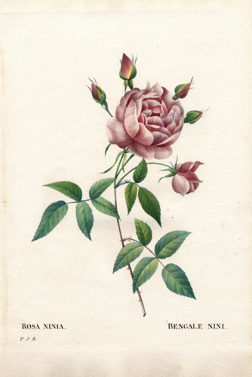 Rosa nini bengala, Rosa indica ninia. Gravura em chapa de cobre colorida à mão de "Les Roses", de Pierre Joseph Redoute, Paris de Pierre Joseph Redouté