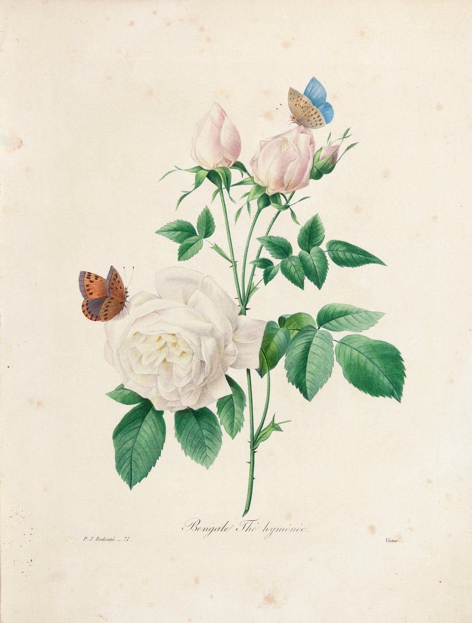 Hymen de chá de Bengala, gravado por Victor, de &39;Escolha das mais belas flores e frutas mais bonitas&39;, vol. Eu, 1827-33 de Pierre Joseph Redouté