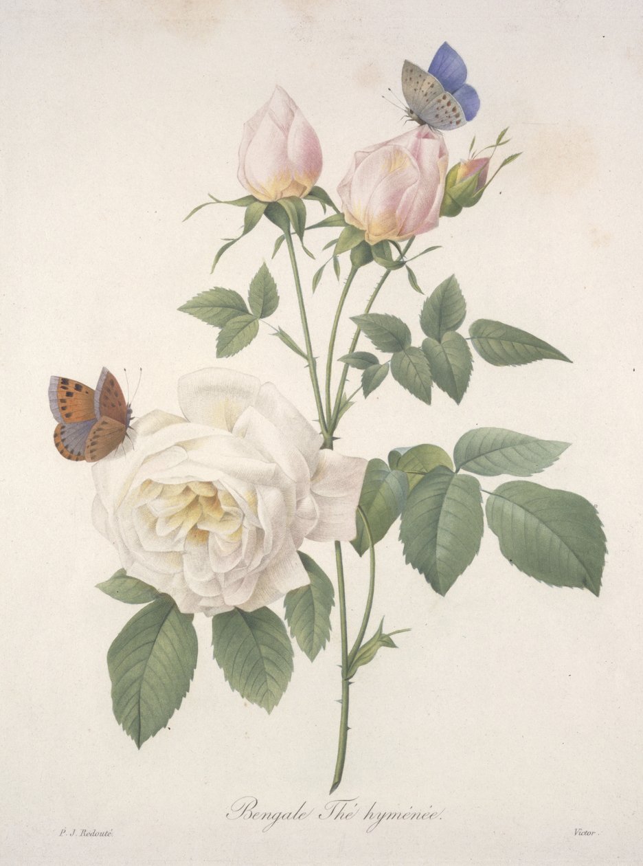 Chá Hymen de Bengala, da Escolha das Flores Mais Bonitas e das Mais Belas Frutas, 1827 (gravura colorida à mão) de Pierre Joseph Redouté