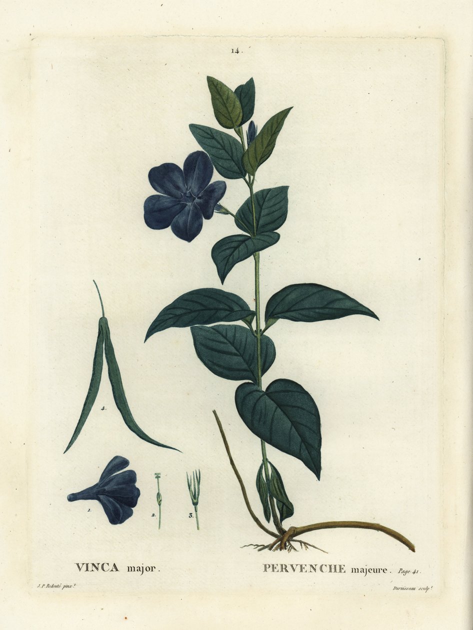 Pervinca grande, pervinca grande ou pervinca azul, Vinca major. Gravura de agulha colorida à mão por Duruisseau depois de uma ilustração de Pierre-Joseph Redoute de Henri Louis Duhamel du Moncel
