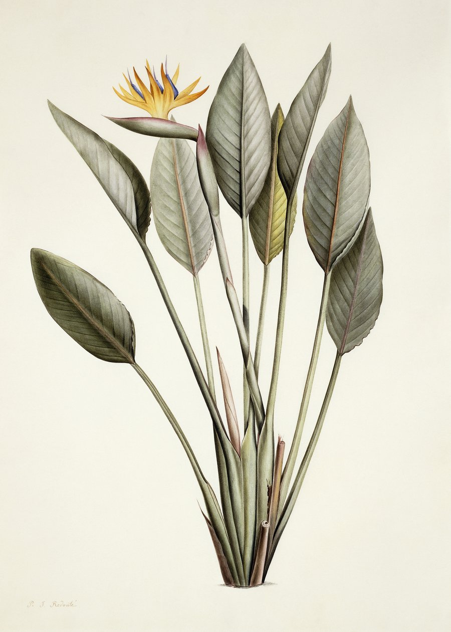 Pássaro do paraíso; Strelitzia Reginae, de Pierre Joseph Redouté