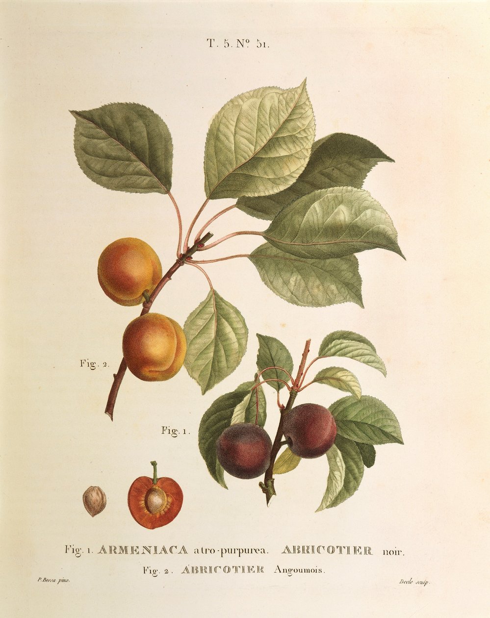 Variedades de damasco preto e damasco preto: Prunus armeniaca, Armeniaca atropurpurea de Pierre Joseph Redoute (1759-1840) de Pierre Joseph Redouté